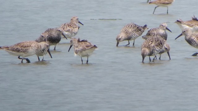 Great Knot - ML201932531