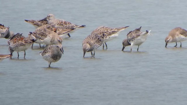 Great Knot - ML201932541