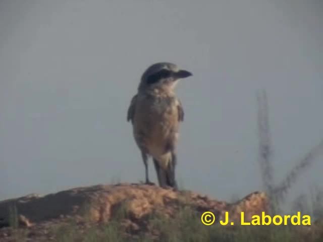 Iberian Gray Shrike - ML201932991