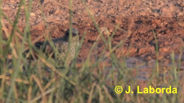 Rufous-tailed Rock-Thrush - ML201933201