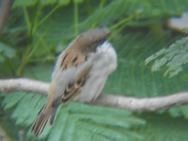 House Sparrow - ML201933831