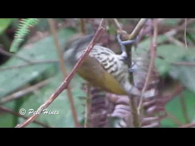 Speckled Piculet - ML201934061
