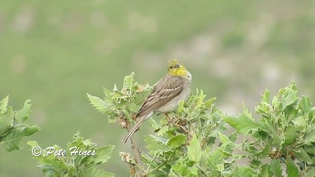 Cinereous Bunting (Gray-bellied) - ML201934081