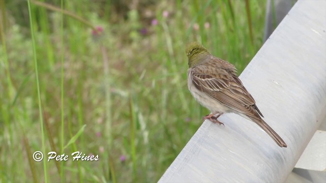 Cinereous Bunting (Gray-bellied) - ML201934091