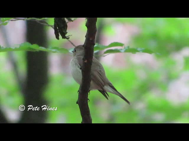  - Red-breasted Flycatcher
