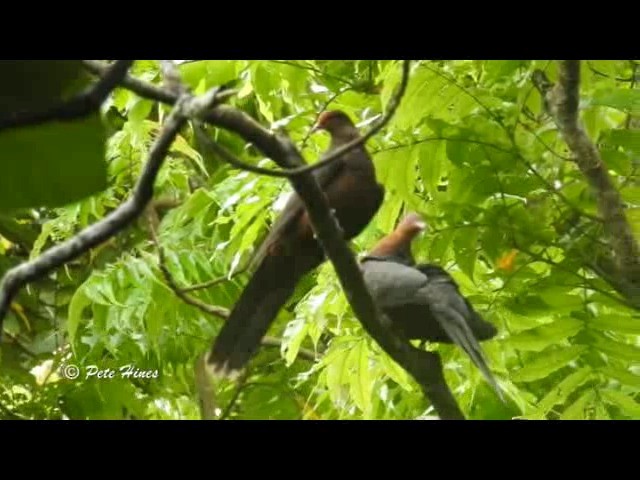 Philippine Cuckoo-Dove - ML201934131