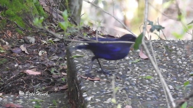 Тайваньская синяя птица - ML201934141