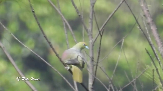 Whistling Green-Pigeon (Taiwan) - ML201934161
