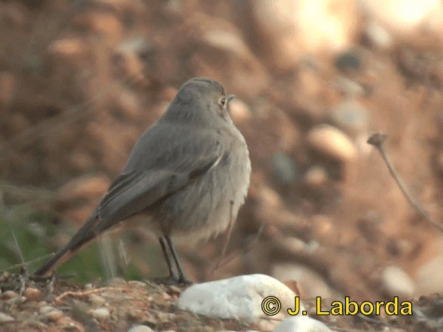 Colirrojo Tizón (gibraltariensis/aterrimus) - ML201934441