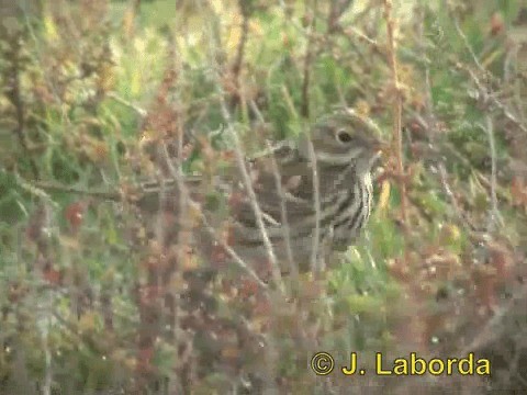 Meadow Pipit - ML201934451