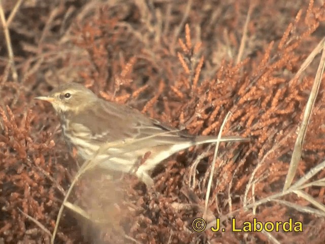 Water Pipit (Western) - ML201934461