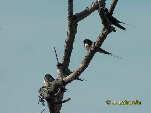 Barn Swallow (White-bellied) - ML201934831