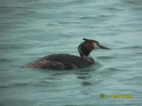 Great Crested Grebe - ML201934851