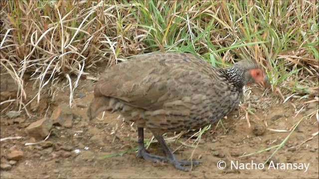  - Swainson's Spurfowl