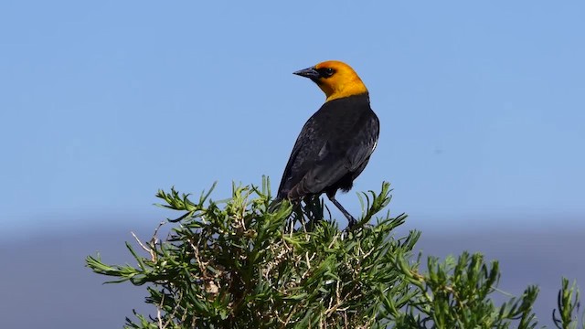 Yellow-headed Blackbird - ML201935441