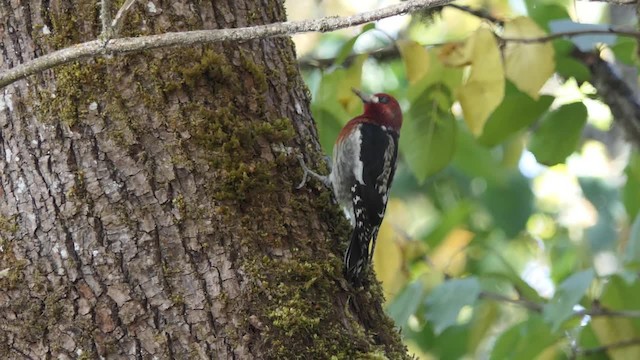Red-breasted Sapsucker (ruber) - ML201935561