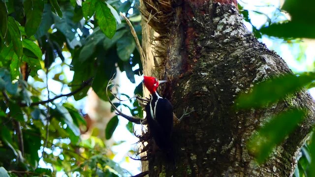 Crimson-crested Woodpecker - ML201935611