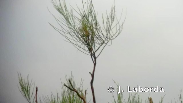 Iberian Gray Shrike - ML201936401