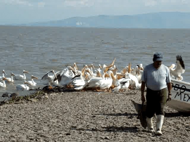 pelikán severoamerický - ML201936851