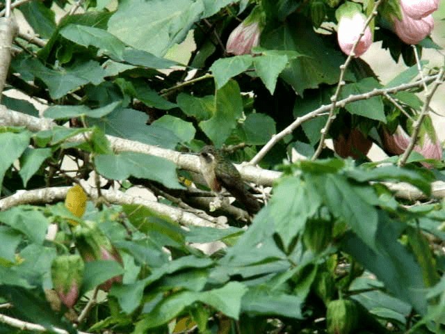Speckled Hummingbird - ML201936911