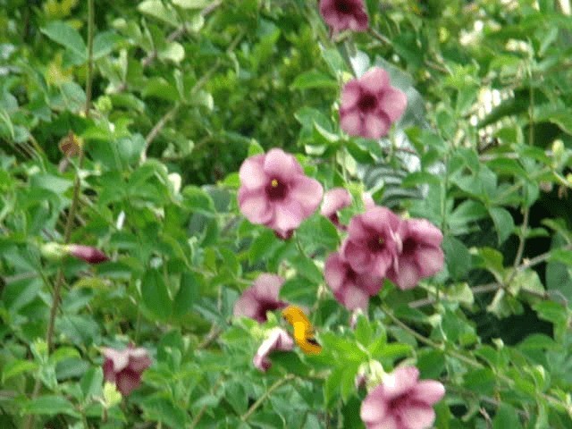  - Streak-backed Oriole