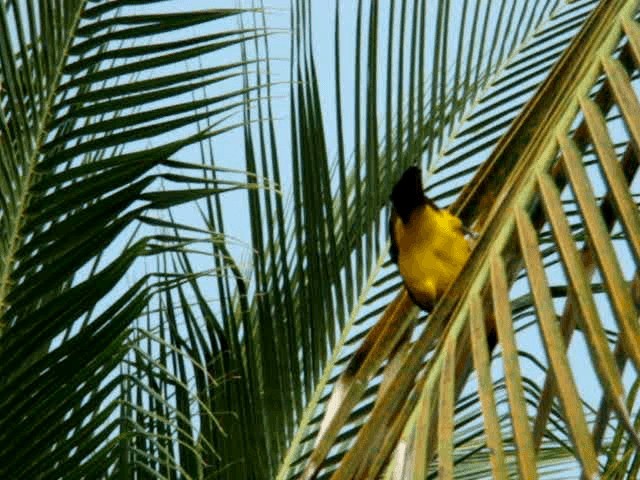 Spot-breasted Oriole - ML201937051