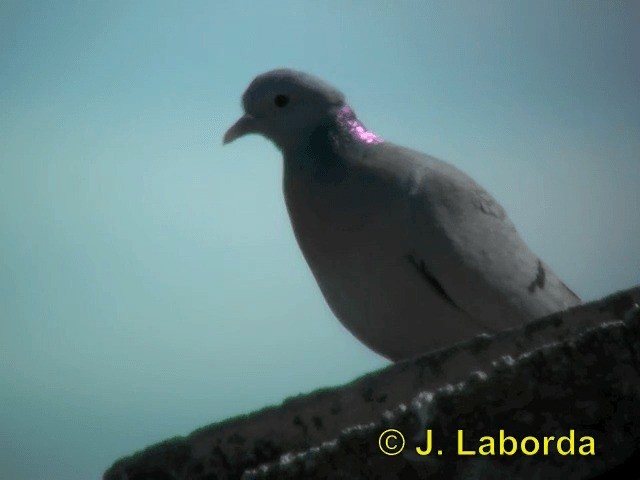 Pigeon colombin - ML201937171