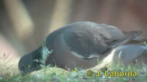 Common Wood-Pigeon (White-necked) - ML201937291