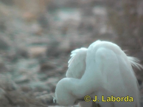 volavka stříbřitá (ssp. garzetta) - ML201937361