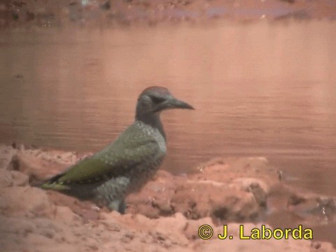 Iberian Green Woodpecker - ML201937731