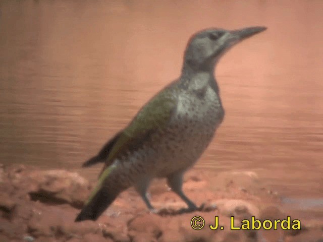Iberian Green Woodpecker - ML201937761