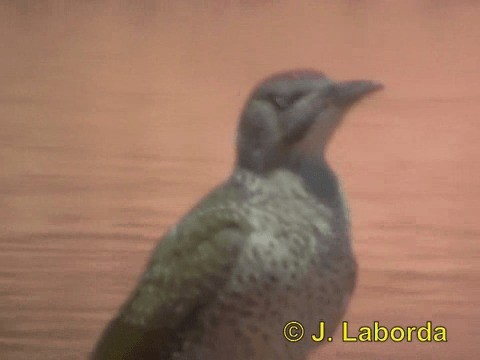 Iberian Green Woodpecker - ML201937791