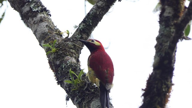 Crimson-mantled Woodpecker (Crimson-mantled) - ML201938101
