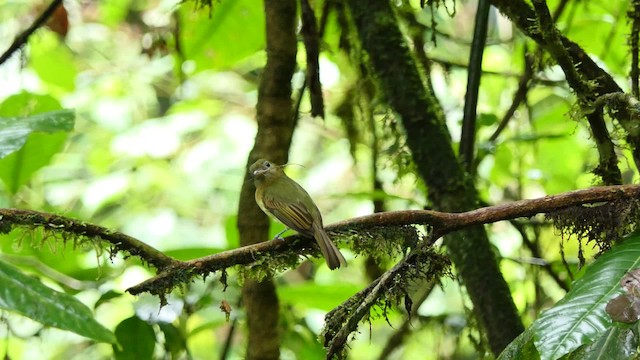 Fulvous-breasted Flatbill - ML201938151