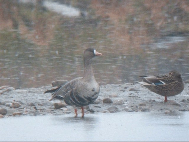 Greater White-fronted Goose - ML201938401