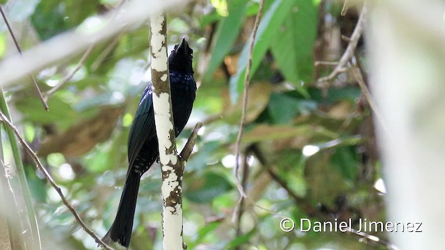 Greater Racket-tailed Drongo - ML201938511
