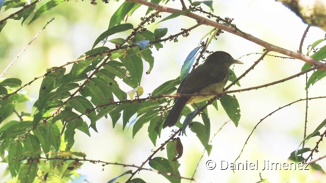  - Charlotte's Bulbul