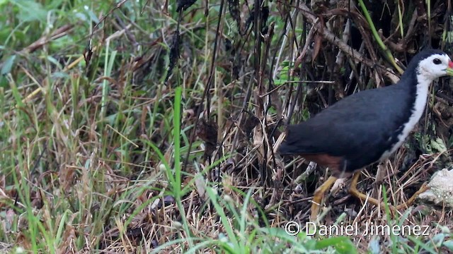 White-breasted Waterhen - ML201938751