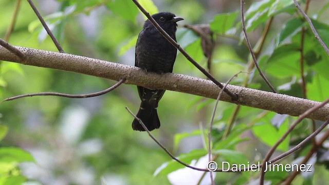 Square-tailed Drongo-Cuckoo - ML201938791