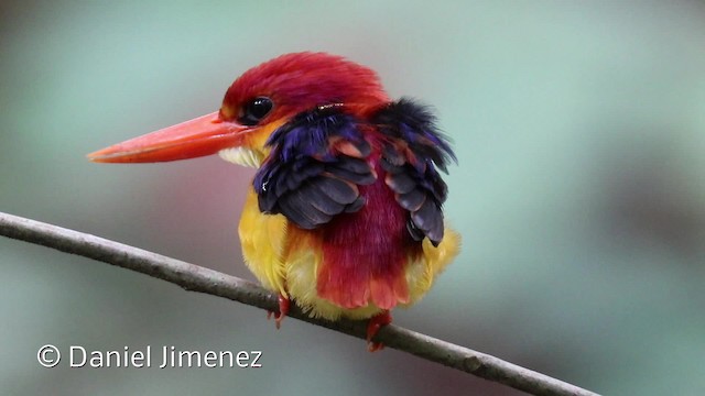  - Rufous-backed Dwarf-Kingfisher