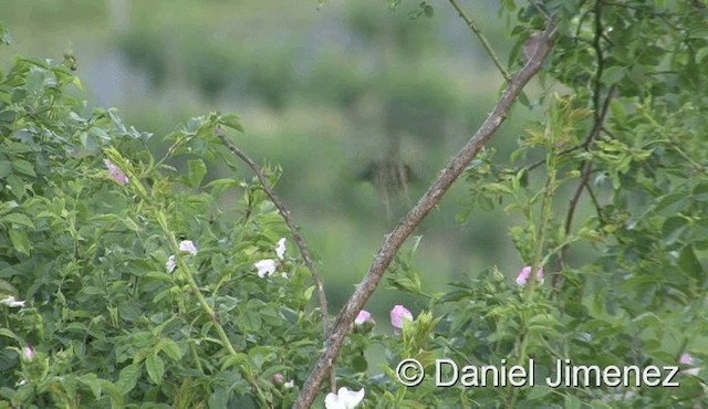 pěnice pokřovní (ssp. curruca/blythi) - ML201939171