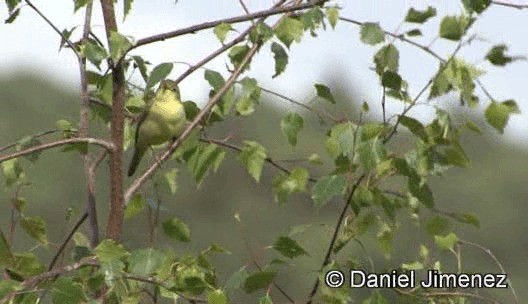Melodious Warbler - ML201939261