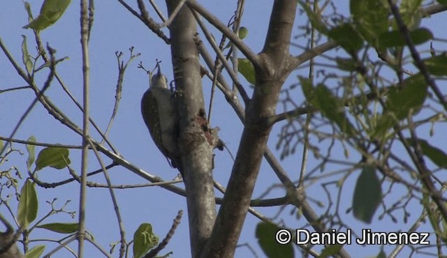 African Gray Woodpecker (Gray) - ML201939551