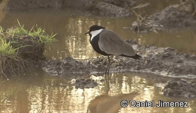 Spur-winged Lapwing - ML201939601