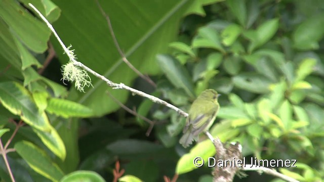 Olive-faced Flatbill - ML201939711