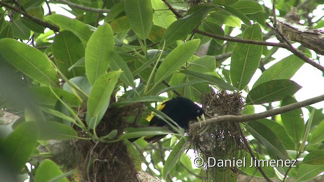 Yellow-rumped Cacique (Amazonian) - ML201939741