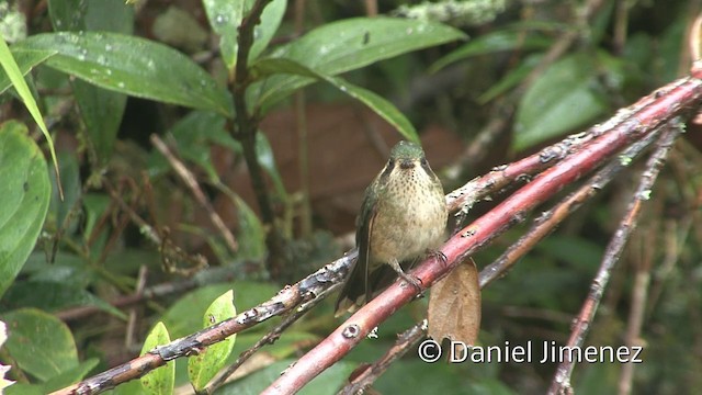 Speckled Hummingbird (melanogenys Group) - ML201940171