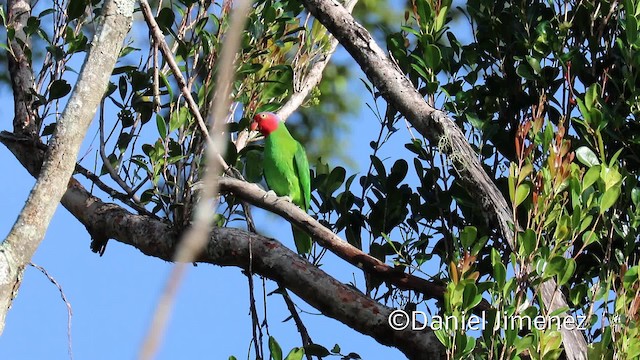 Red-cheeked Parrot - ML201940561