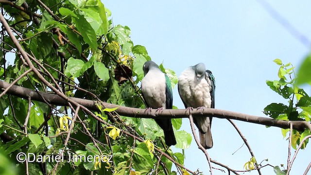 Spectacled Imperial-Pigeon - ML201940601