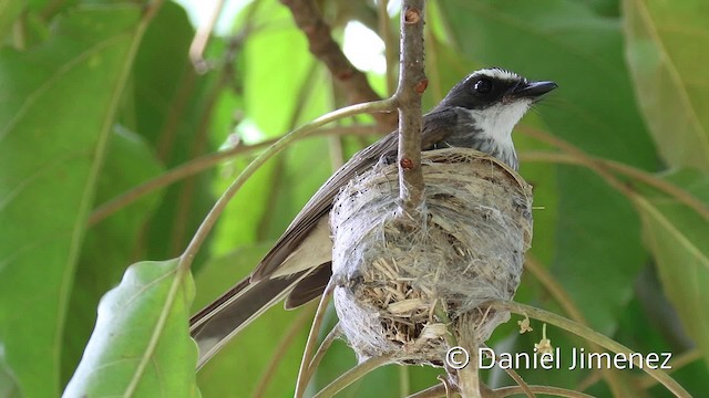  - Northern Fantail (Kai)